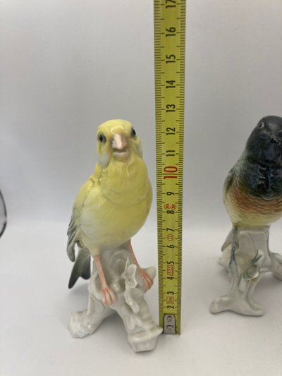 Birds Karl Ens
