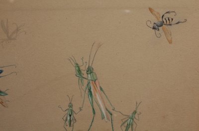 Humorous studies representing insects, gouache drawing signed around 1910