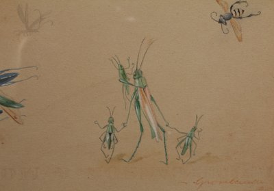Humorous studies representing insects, gouache drawing signed around 1910