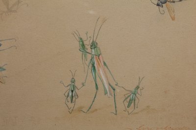Humorous studies representing insects, gouache drawing signed around 1910