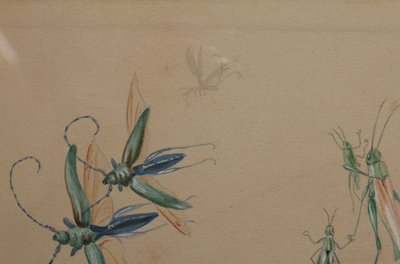 Humorous studies representing insects, gouache drawing signed around 1910