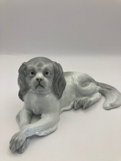 Cavalier King Charles