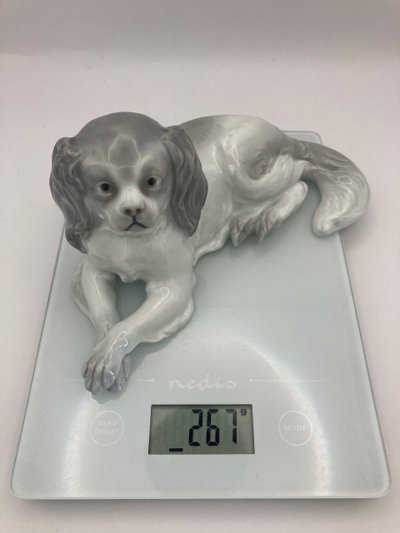 Cavalier King Charles