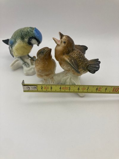Tit and sparrows