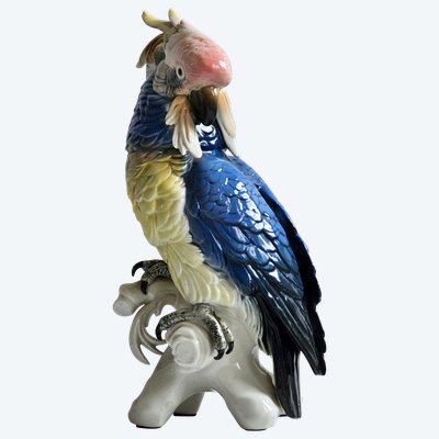 Karl Ens large parrot