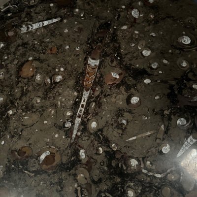 Coffee table with fossilized stone top and Brutalist legs 1970