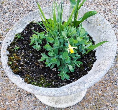 Grey concrete diabolo planter in the Willy Guhl style from the 1970s