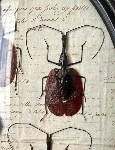 Napoleon III Oval Wall Frame - Insectes Scarabées - Cabinet De Curiosités