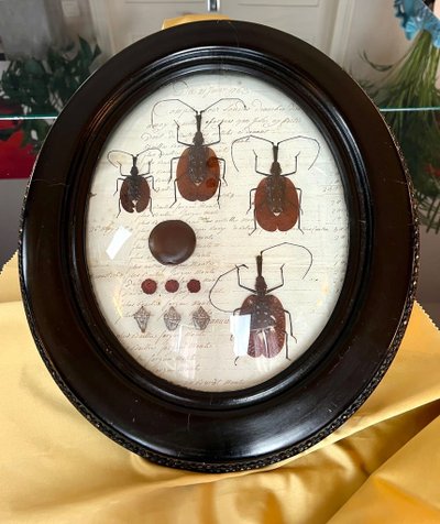Napoleon III Oval Wall Frame - Insectes Scarabées - Cabinet De Curiosités