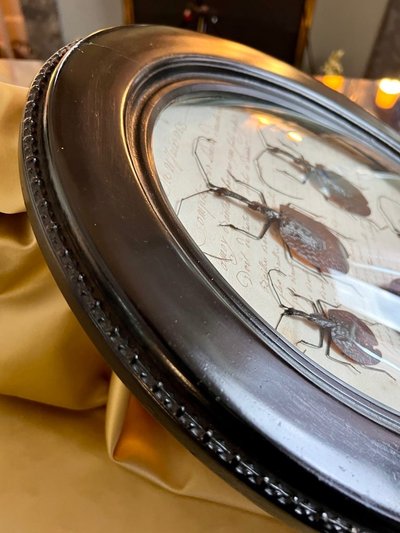 Napoleon III Oval Wall Frame - Insectes Scarabées - Cabinet De Curiosités