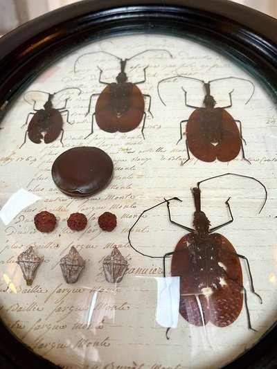 Napoleon III Oval Wall Frame - Insectes Scarabées - Cabinet De Curiosités
