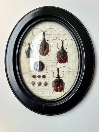 Napoleon III Oval Wall Frame - Insectes Scarabées - Cabinet De Curiosités