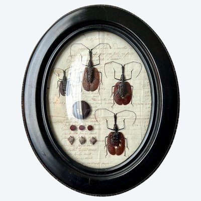 Napoleon III Oval Wall Frame - Insectes Scarabées - Cabinet De Curiosités