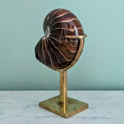 Wunderkammer - Nautile fossilisé, Madagascar - socle en laiton