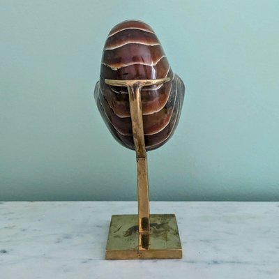 Wunderkammer - Nautile fossilisé, Madagascar - socle en laiton