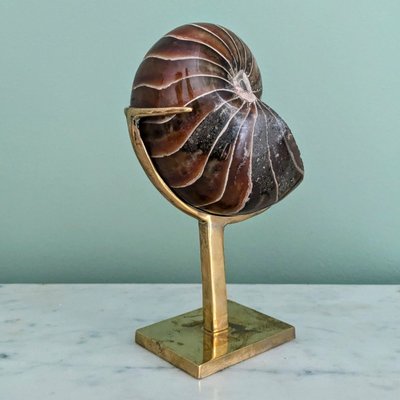 Wunderkammer - Nautile fossilisé, Madagascar - socle en laiton