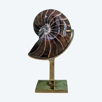 Wunderkammer - Nautile fossilisé, Madagascar - socle en laiton