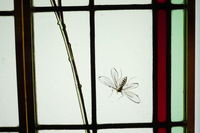 Vitrail - Vitraux - Hérons, Mésanges et Libellules