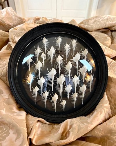 Wall Frame in the Style of Cabinets of Curiosities - Murex Shells Comb of Venus