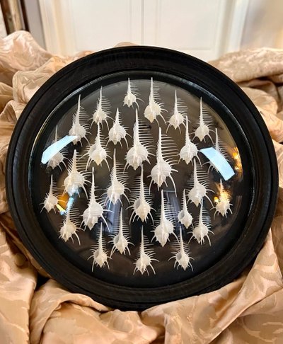 Wall Frame in the Style of Cabinets of Curiosities - Murex Shells Comb of Venus