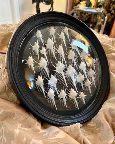 Wall Frame in the Style of Cabinets of Curiosities - Murex Shells Comb of Venus