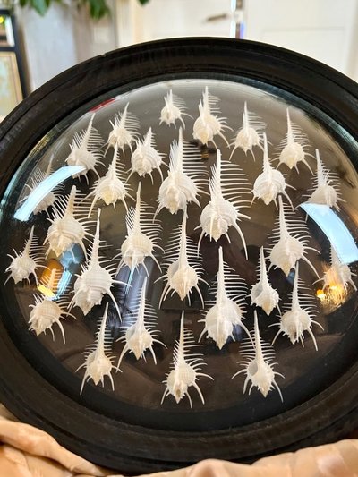 Wall Frame in the Style of Cabinets of Curiosities - Murex Shells Comb of Venus