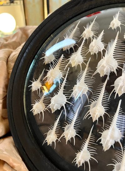 Wall Frame in the Style of Cabinets of Curiosities - Murex Shells Comb of Venus