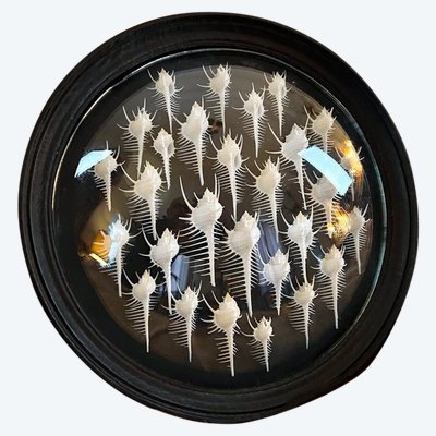 Wall Frame in the Style of Cabinets of Curiosities - Murex Shells Comb of Venus