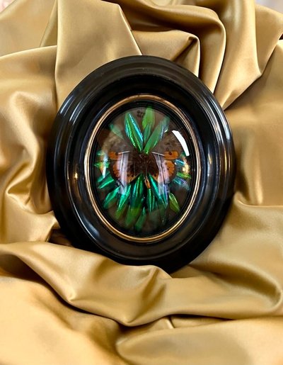 Cadre Napoléon III - Verre Bombé Bois Laiton - Insectes Naturalisés