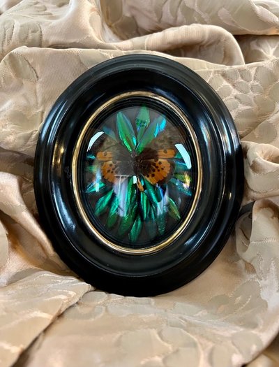 Cadre Napoléon III - Verre Bombé Bois Laiton - Insectes Naturalisés