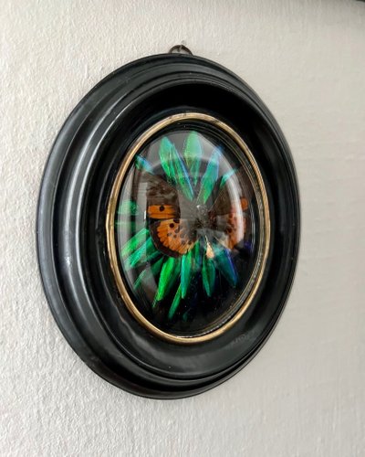Cadre Napoléon III - Verre Bombé Bois Laiton - Insectes Naturalisés