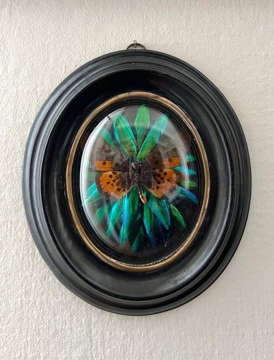 Cadre Napoléon III - Verre Bombé Bois Laiton - Insectes Naturalisés