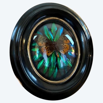 Cadre Napoléon III - Verre Bombé Bois Laiton - Insectes Naturalisés