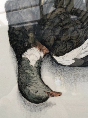 Pair Of Wood-pigeon Lithographs, Signed Jérôme Trolliet And Dated 1972
