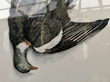 Pair Of Wood-pigeon Lithographs, Signed Jérôme Trolliet And Dated 1972