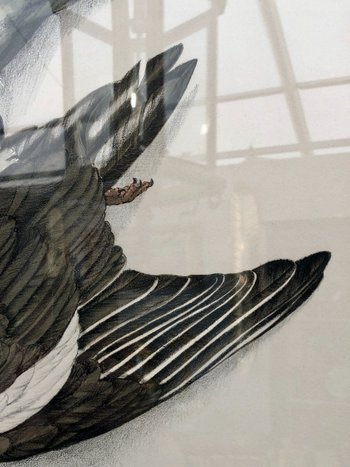Pair Of Wood-pigeon Lithographs, Signed Jérôme Trolliet And Dated 1972