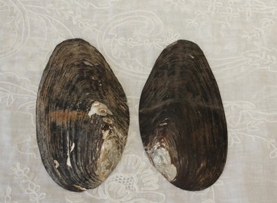 Paar bemalte Perlmuttmuscheln „Fischerpaar“, spätes 19. Jahrhundert – Le Tréport