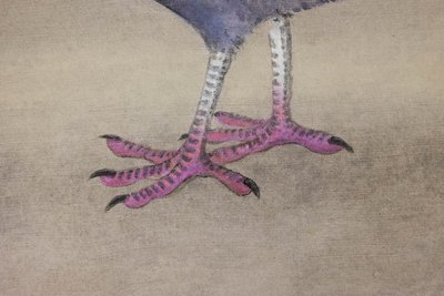 Toile peinte représentant un pigeon huppé. Contemporain. LS6340406A