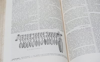 DICTIONARY OF ANTHROPOLOGICAL SCIENCES