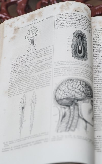 DICTIONARY OF ANTHROPOLOGICAL SCIENCES