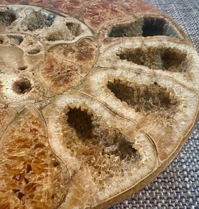 Ammonite fossil