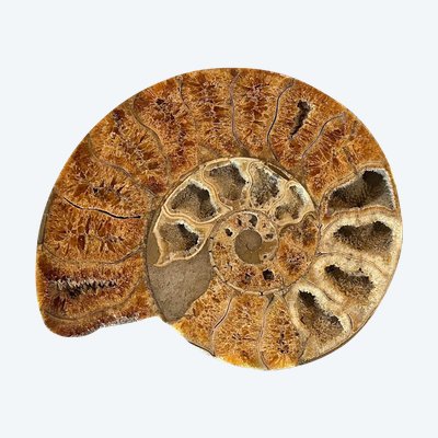 Ammonite fossil