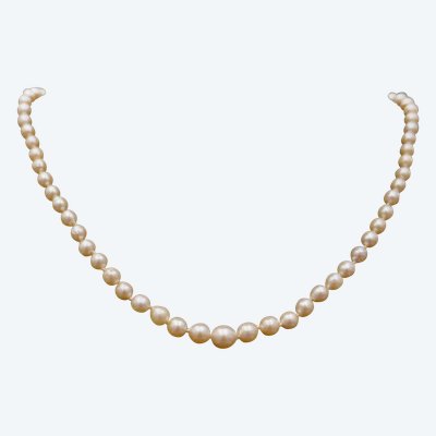 Collier De Perles De Culture En Chute, Fermoir Et Chaînette De Sécurité, 18 Carats.