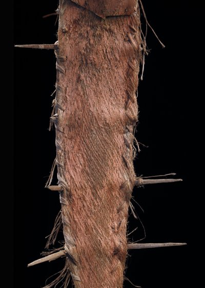 cintura cerimoniale, arte oceaniana, Papua Nuova Guinea, arte tribale, Oceania