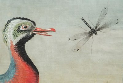Peintre lombard de la fin du XVIIIe/début du XIXe siècle (style Raineri) "Frégate avec Libellule"