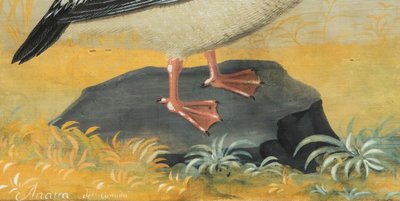 Peintre lombard de la fin du XVIIIe/début du XIXe siècle (style Raineri) "Frégate avec Libellule"