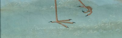 Lombard painter of the late 18th/19th century (Raineri style) "American Blue Heron"
