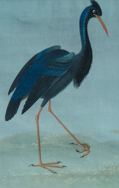 Lombard painter of the late 18th/19th century (Raineri style) "American Blue Heron"