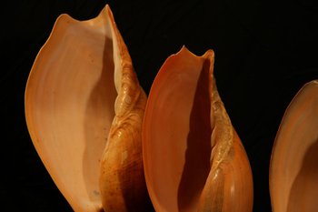 Four shells on a base, Gulf of Guinea