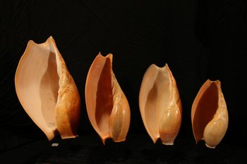 Four shells on a base, Gulf of Guinea